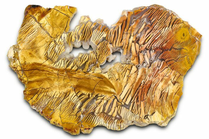 Polished Orange Brecciated Jasper - Nevada #378127